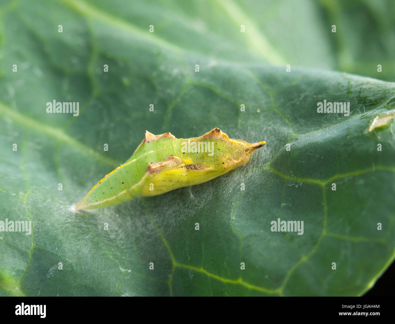 Cabbage white butterfly pupa hires stock photography and images Alamy