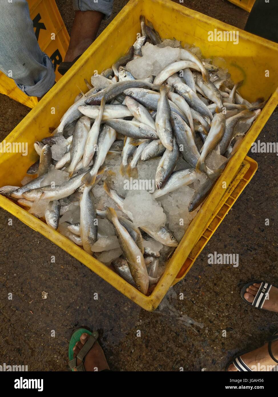 Fish bucket hi-res stock photography and images - Alamy