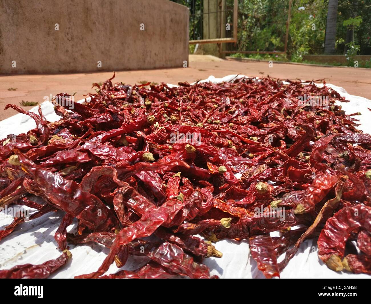 sun dried chilli peppers Stock Photo