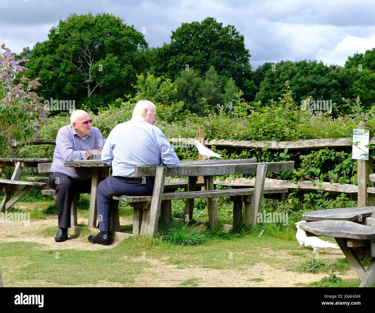 Two mature men sitting at picnic table in the sunshine and feeding white doves Stock Photo