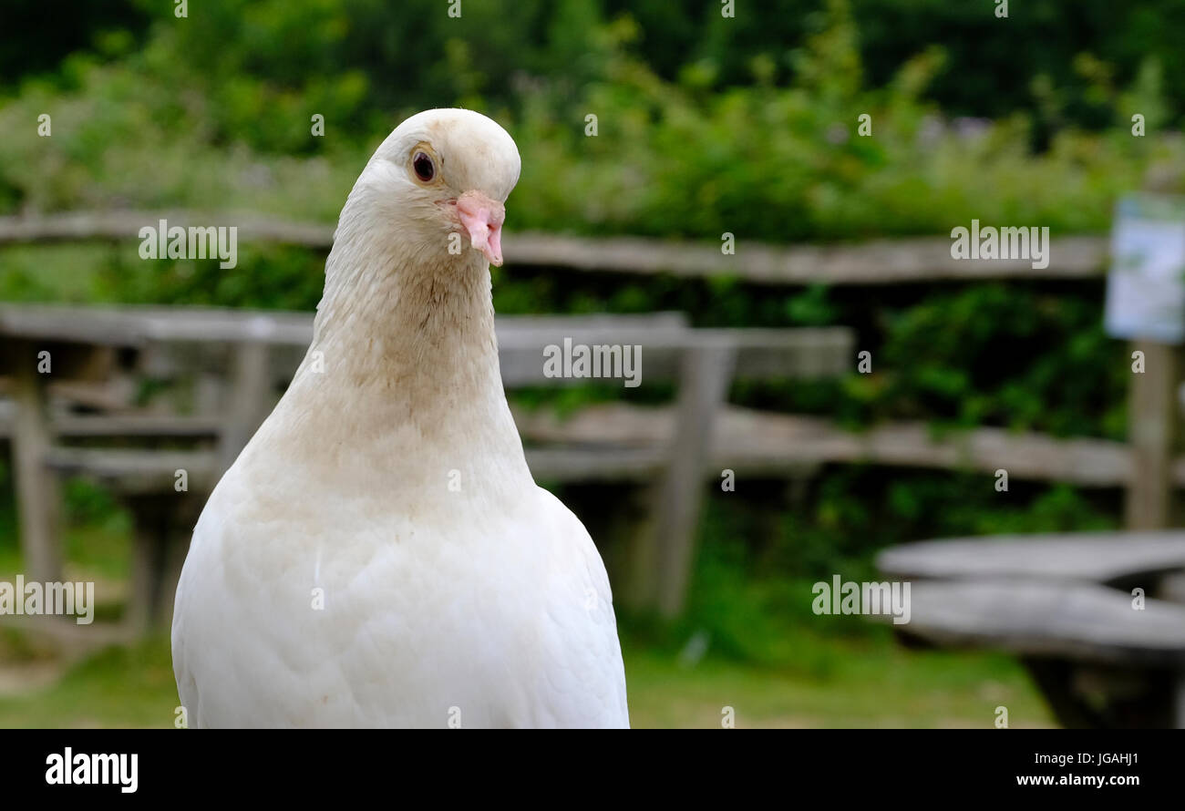 Sussex, UK. Adult White Dove with deformed beak. Stock Photo