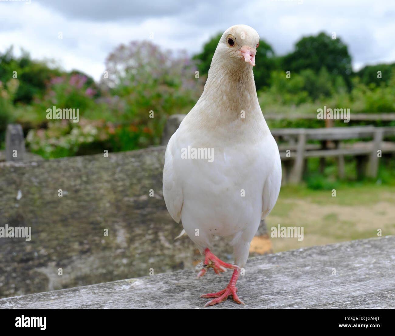 Sussex, UK. Adult White Dove with deformed beak. Stock Photo