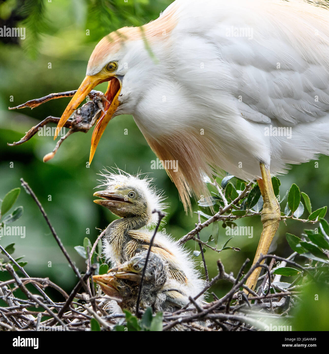 Cattle Egrets in Nest Feeding Frogs to the Chicks in St.Augustine  ,Florida Alligator Farm Stock Photo