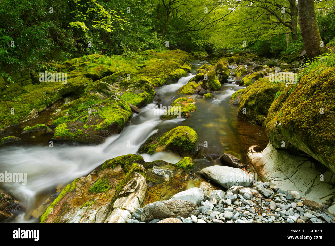 The Shimna River in Tollymore Forest Park in Northern Ireland. Stock Photo