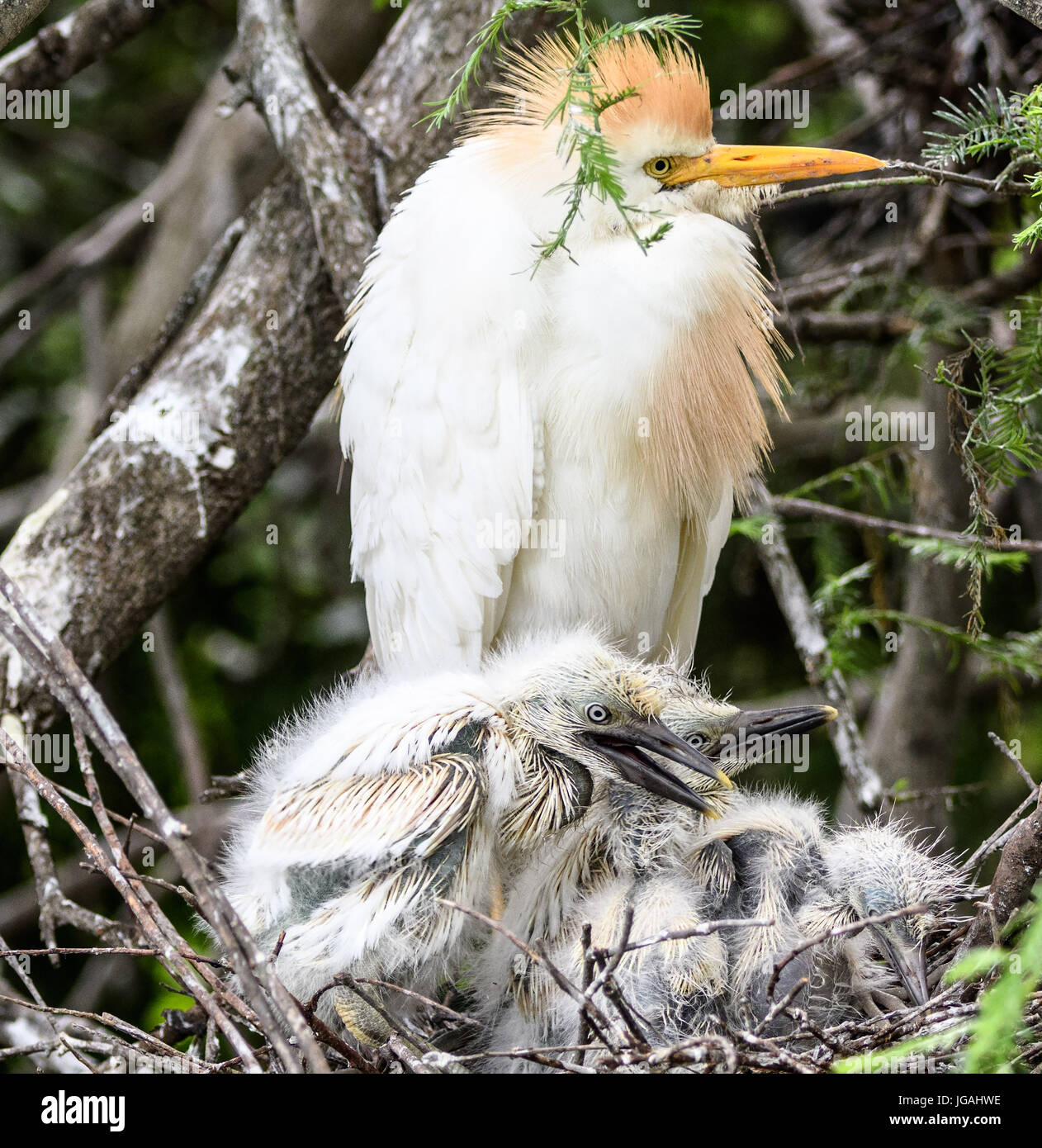 Cattle Egrets in Nest Feeding Frogs to the Chicks in St.Augustine  ,Florida Alligator Farm Stock Photo