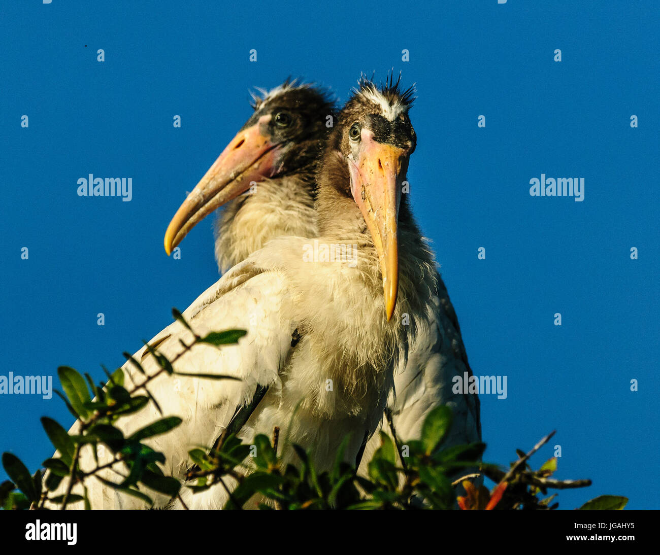 A Pair of Immature Wood Storks in Nest, St.Augustine Florida Stock Photo