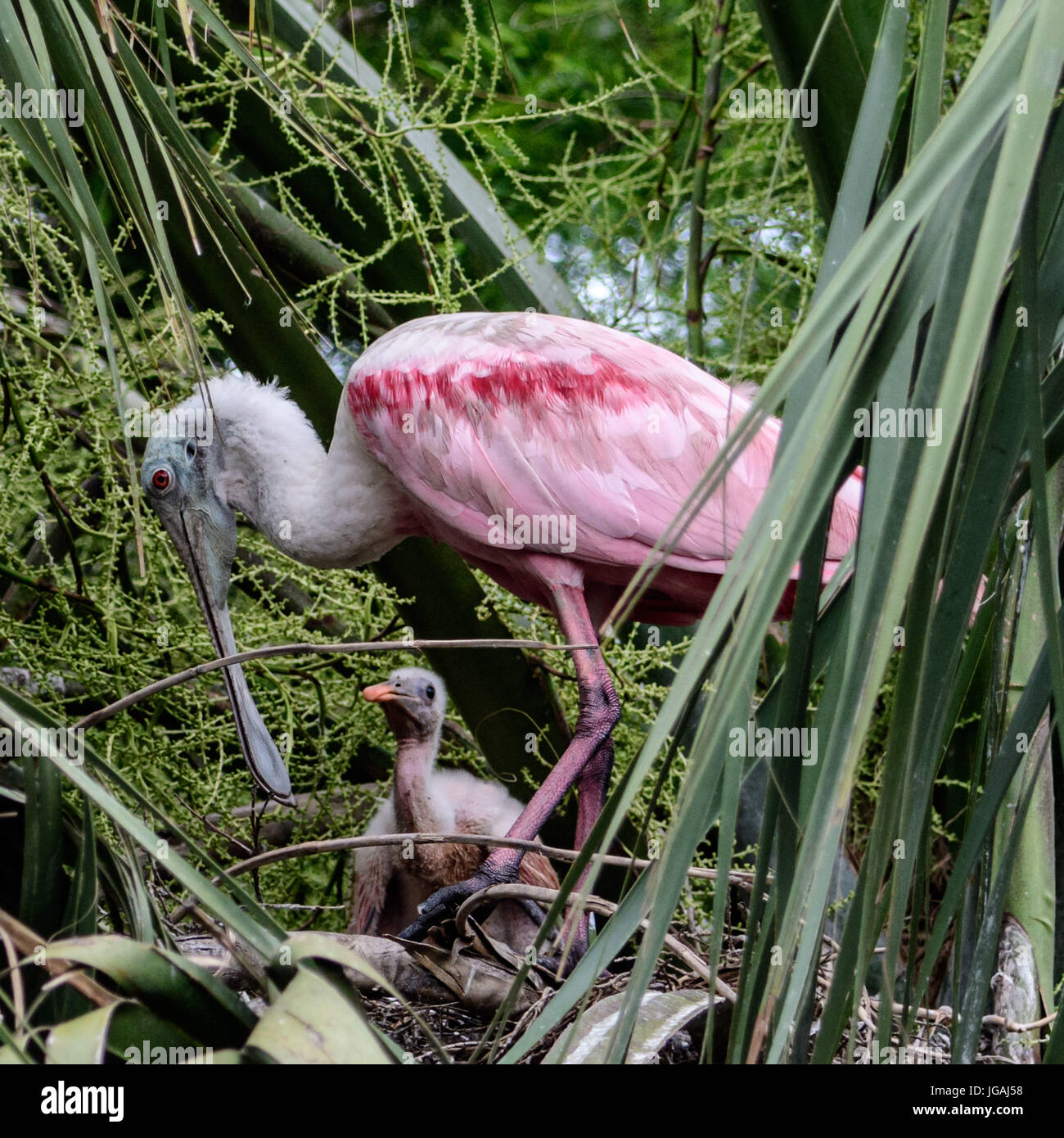 Cattle Heron in Nest with chicks Stock Photo