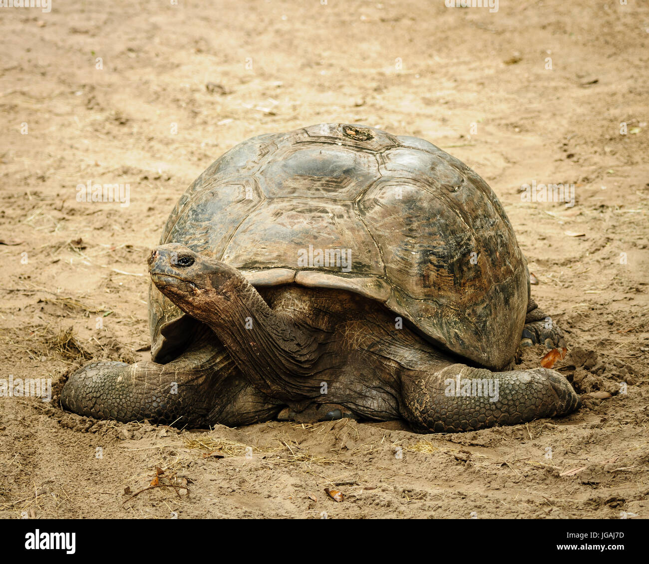 St augustines alligator farm hi-res stock photography and images - Alamy