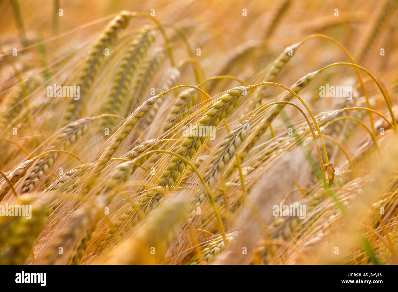 Winter barley crop in June. Lincolnshire, England, UK Stock Photo