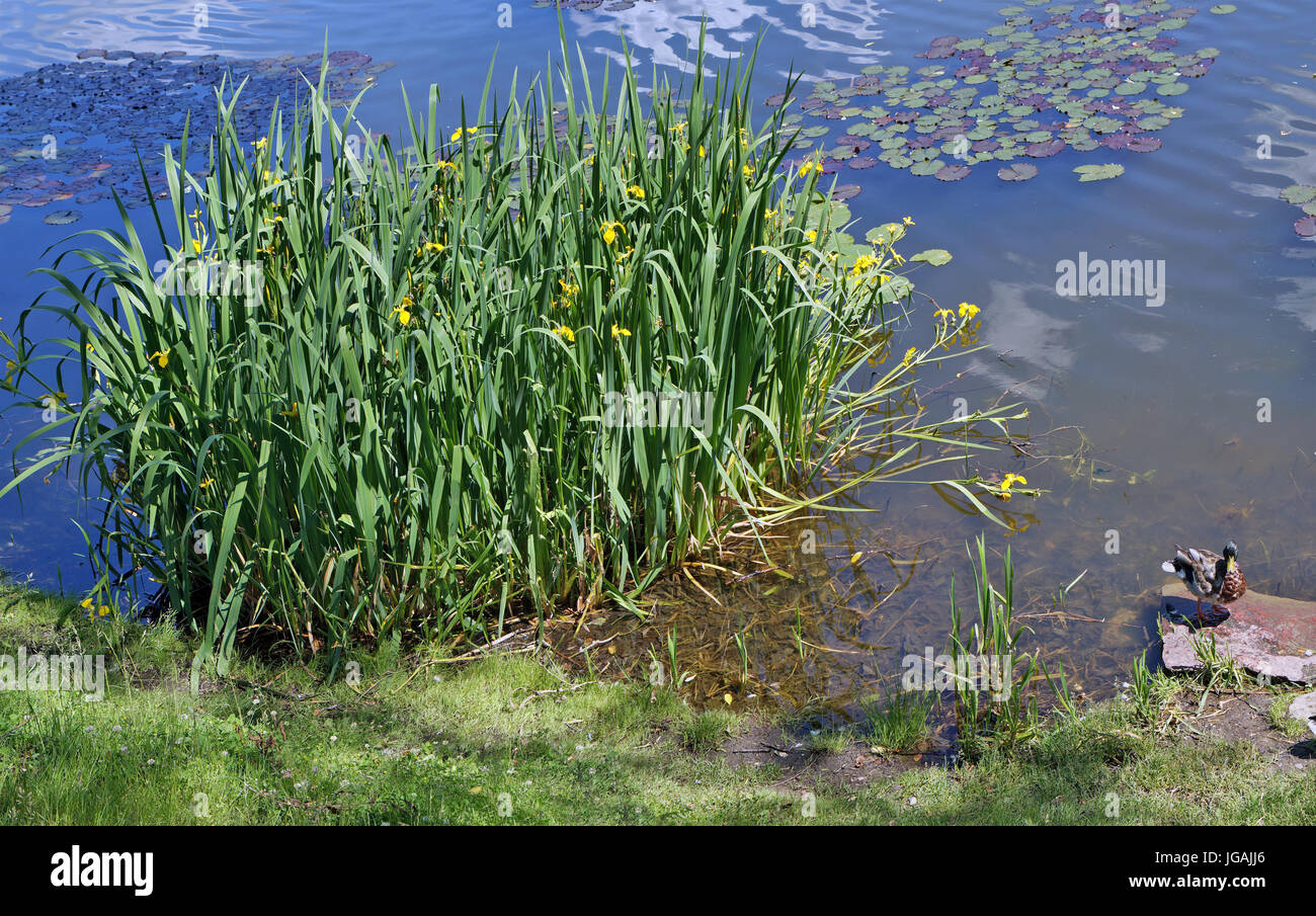 The big bush of Water Irises blossoms on the coast of the rural lake with wild ducks. Sunny summer day landscape Stock Photo