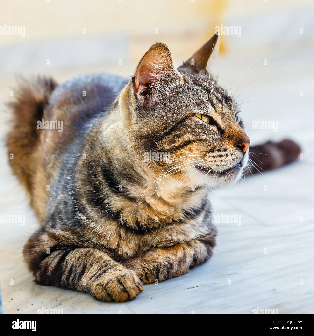 Portrait of brown cat lying on the floor Stock Photo - Alamy