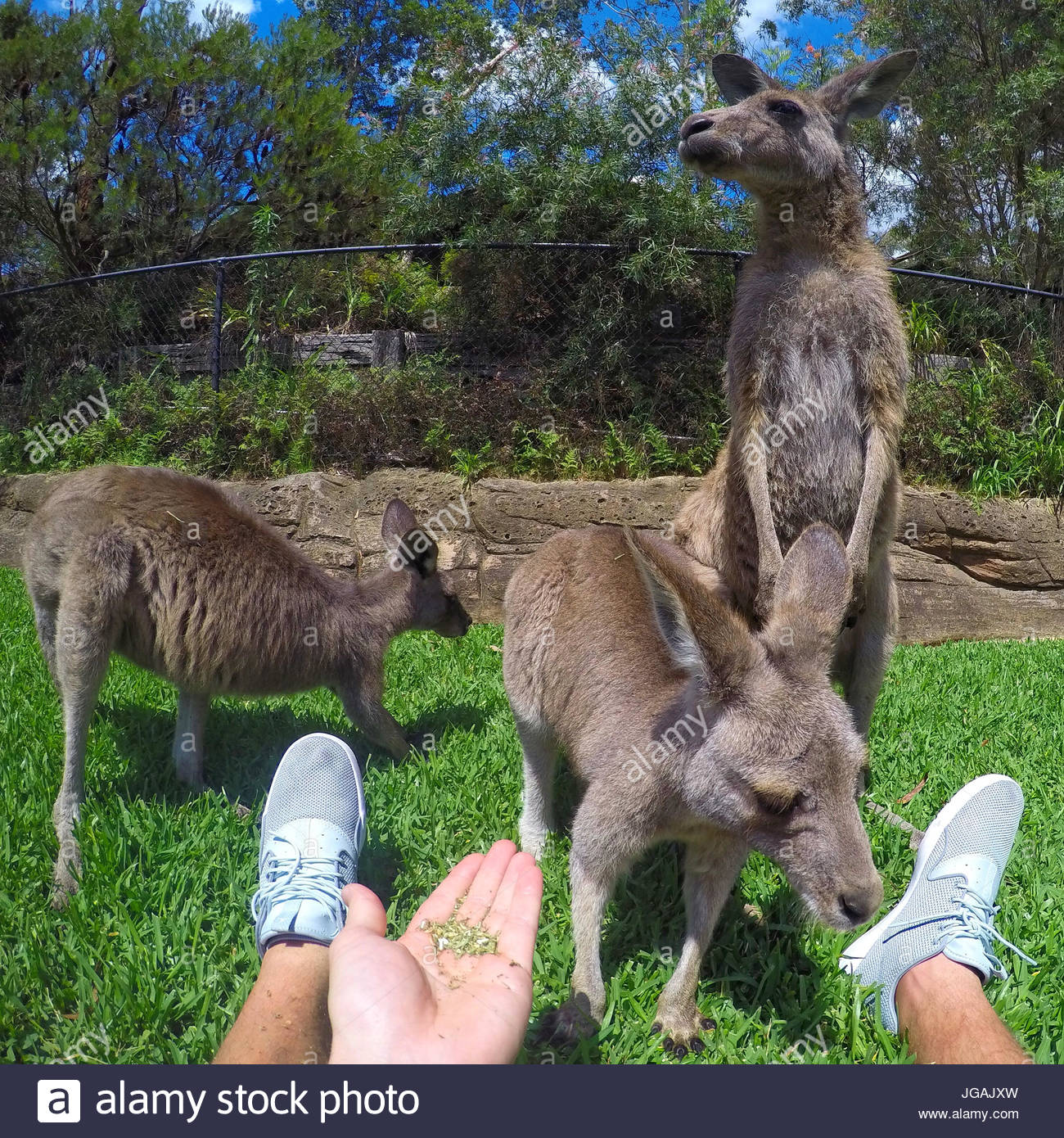 Kangaroos Group Stock Photos & Kangaroos Group Stock Images Alamy
