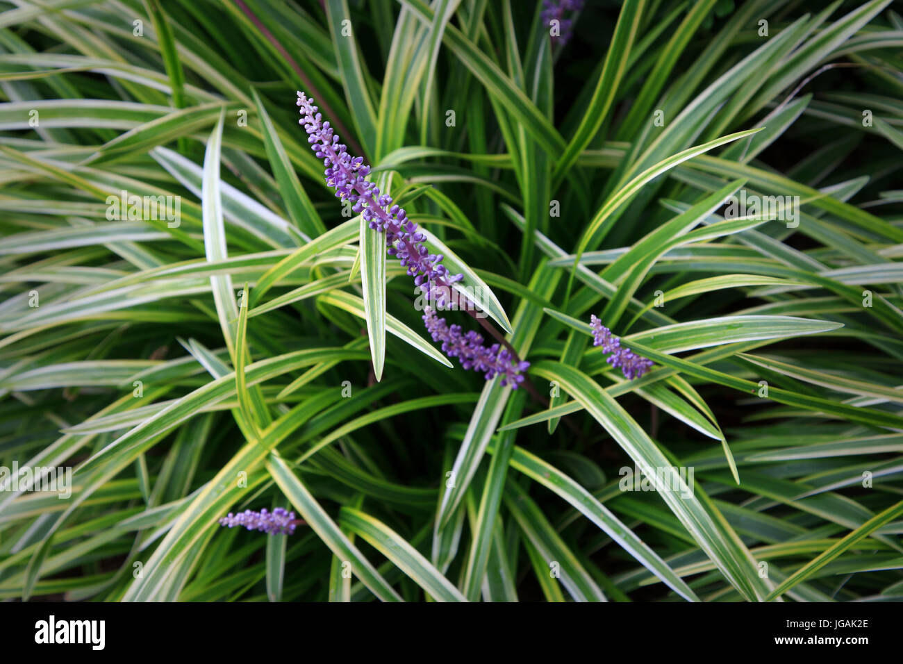 Ornamental grass variegated japanese sedge Stock Photo