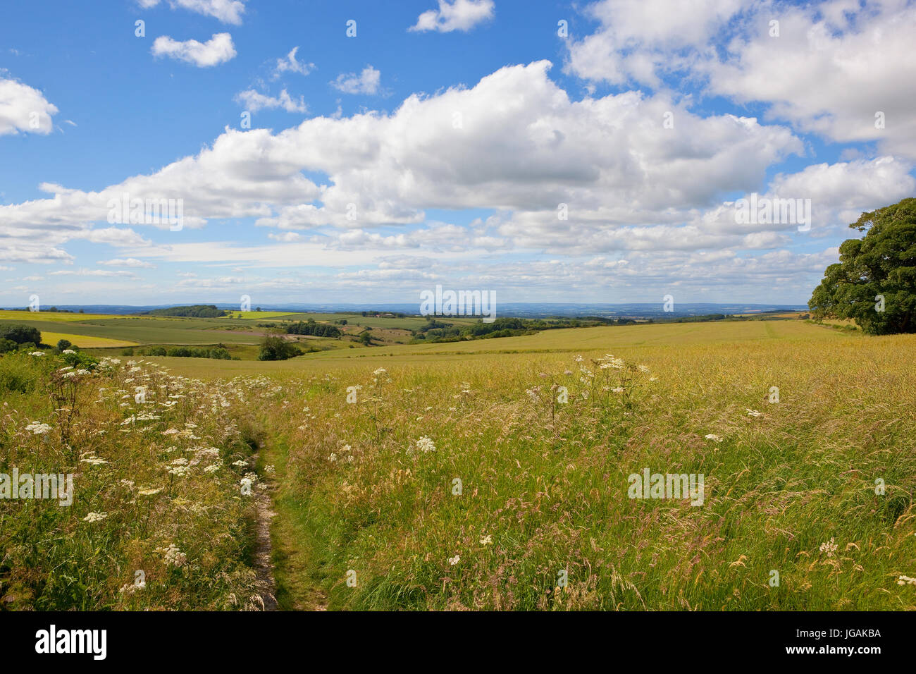 A  yorkshire wolds landscape in summer with patchwork fields and wildflowers under a blue sky with fluffy white clouds Stock Photo