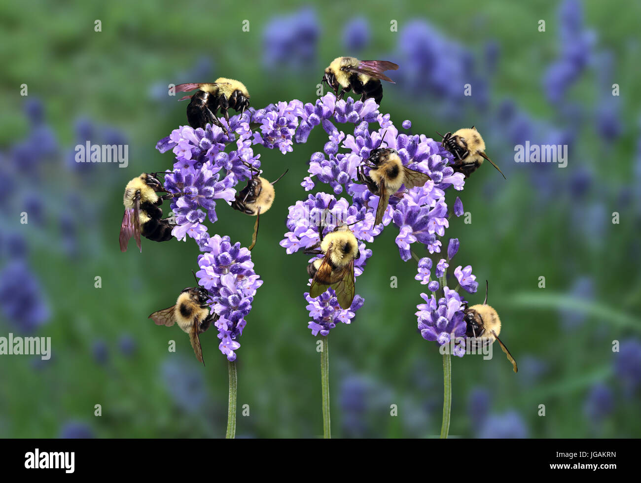 Global teamwork concept and international strategy as a group of working bees harvesting nectar together from a flower shaped as a world globe. Stock Photo