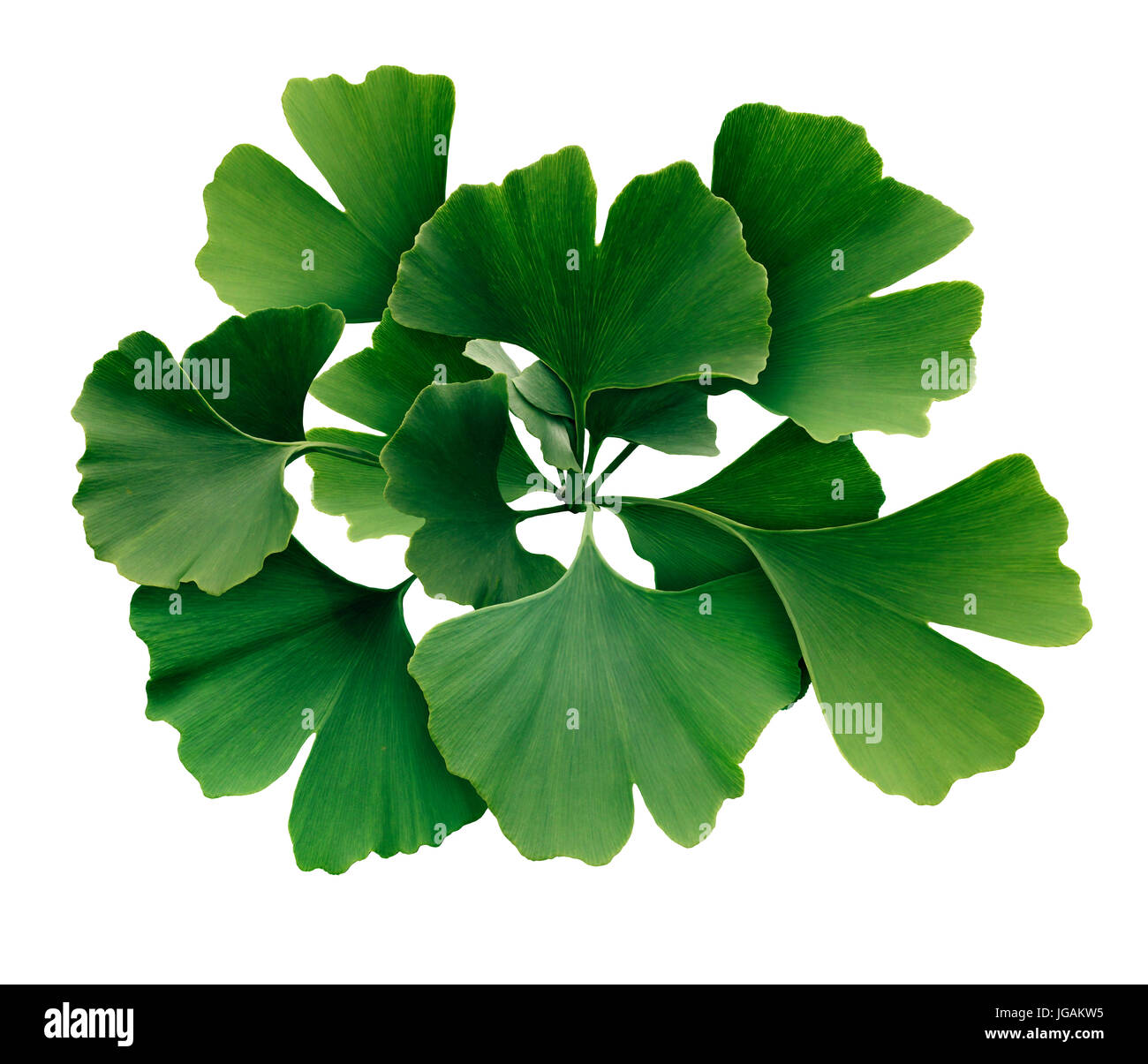 Ginkgo Biloba isolated on a white background as a symbol for traditional medicine representing natural medicinal benefits as a homeopathy symbol. Stock Photo