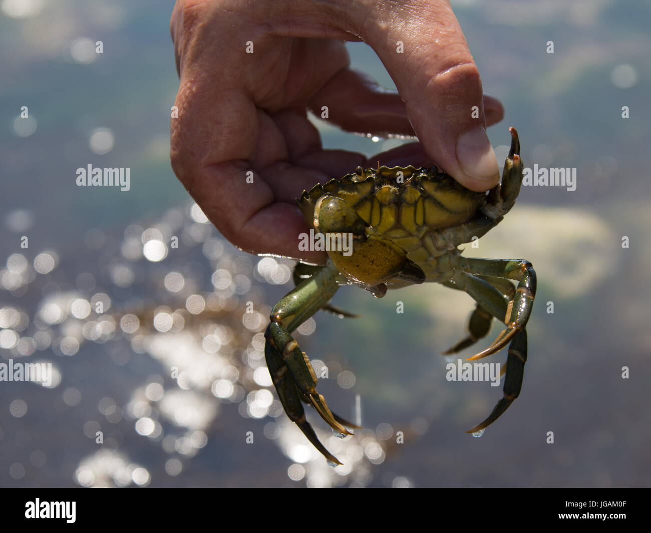 Crab fishing at Rottingdean tidal pools, England Stock Photo Alamy