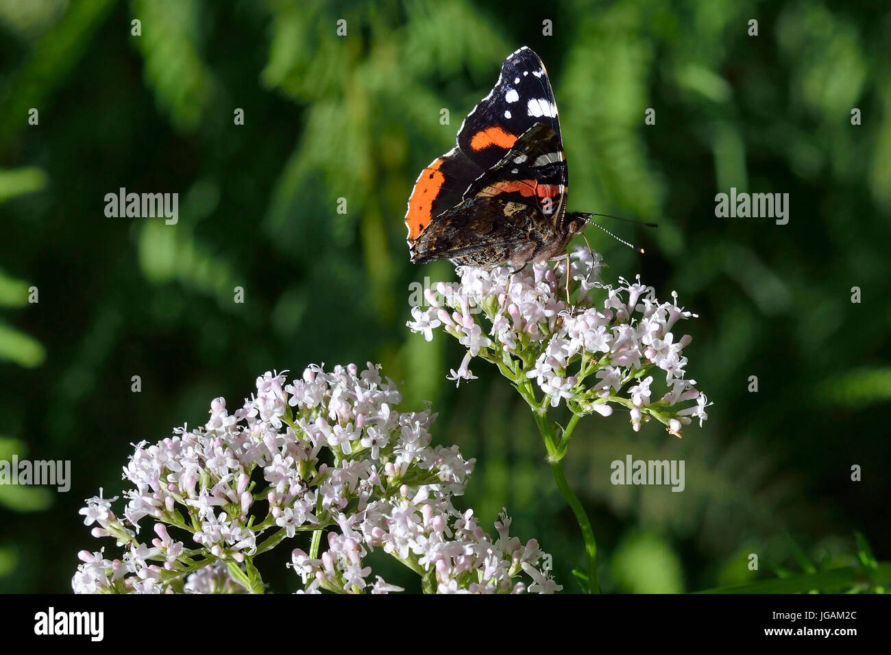 Red Admiral Butterfly - Vanessa atalanta On Common Valerian - Valeriana officinalis Stock Photo