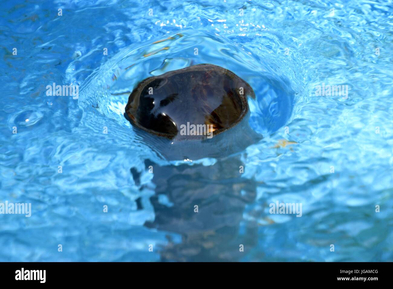 Drain a swimming pool hi-res stock photography and images - Alamy