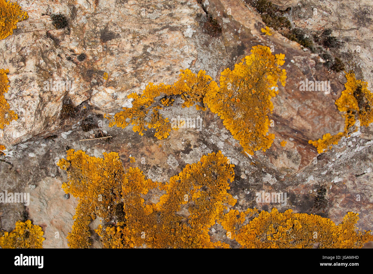 Yellow Lichen on a Weathered Wall in France Stock Photo
