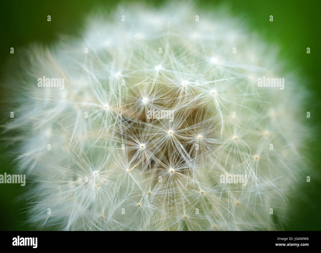 Dying Dandelion in its Last Stage of Life, UK Stock Photo