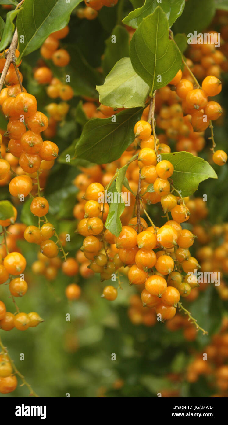 Crabapple Malus Butterball, India Stock Photo
