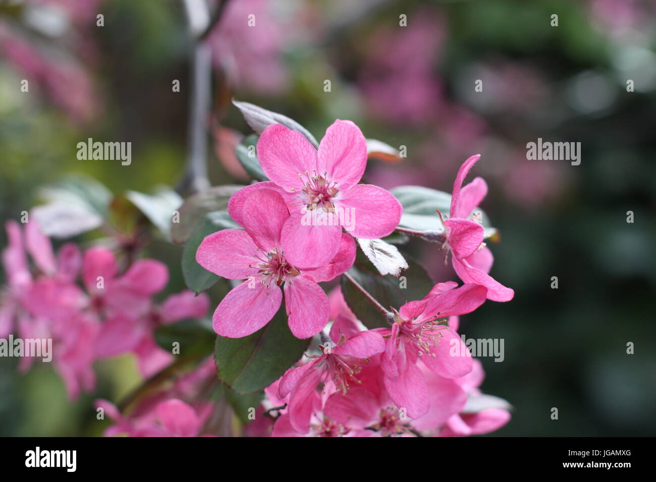 Himalayan Balsam (Impatiens Glandulifera) Flowers, UK Stock Photo