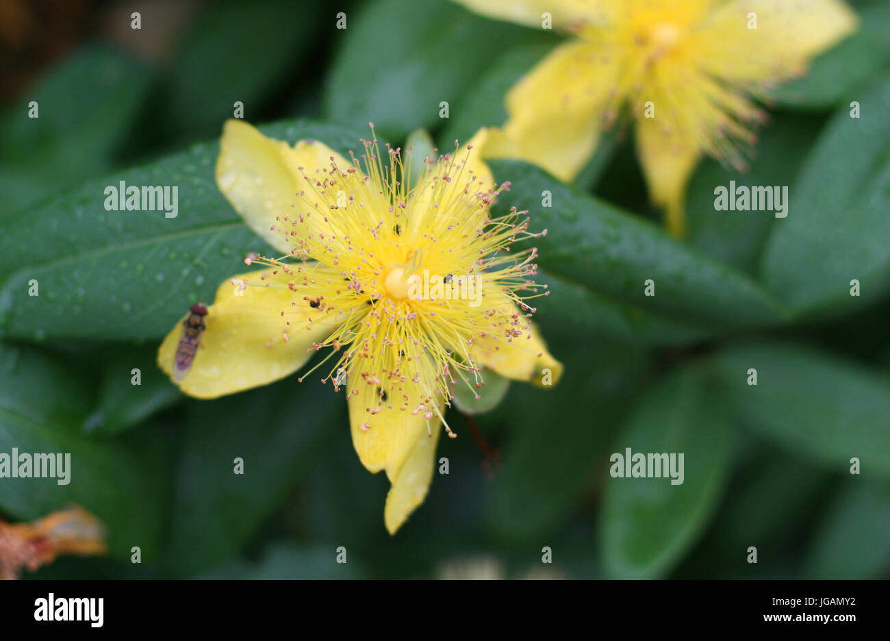Flower of Rose of Sharon (Hypericum Calycinum), UK Stock Photo
