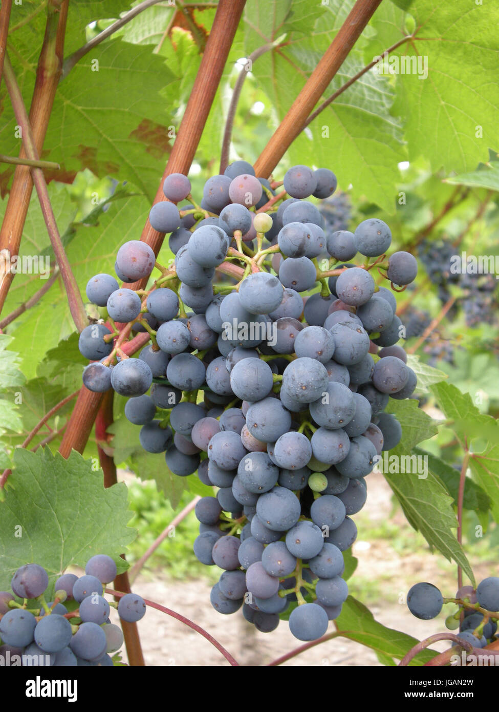Leave to ripen hi-res stock photography and images - Alamy