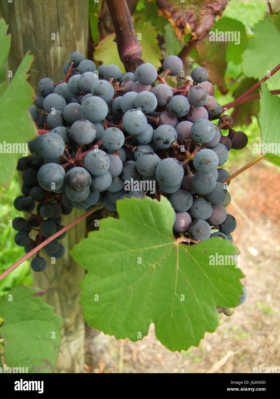 Leave to ripen hi-res stock photography and images - Alamy