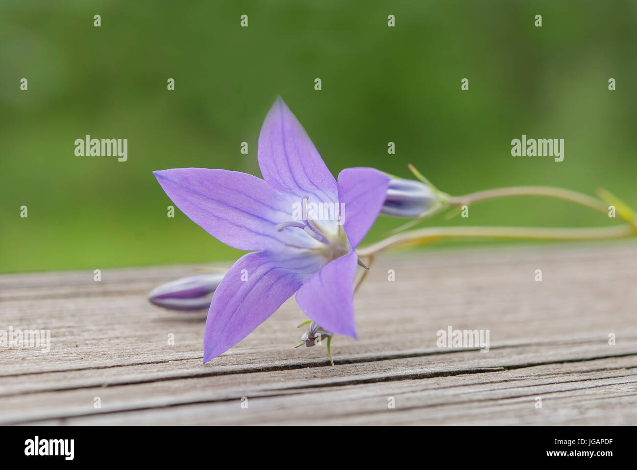 Wild purple flower in macro Stock Photo - Alamy