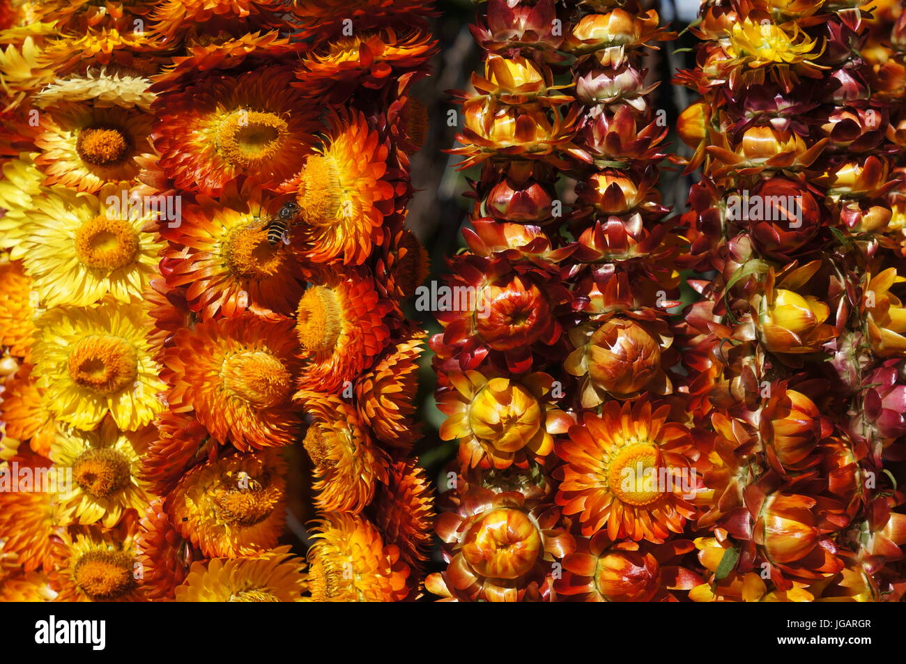 Close up vibrant background. Yellow / orange hanging Everlasting Helichrysum sunflower flowers with bee / wasp Market stall Baguio city Philippines. Stock Photo
