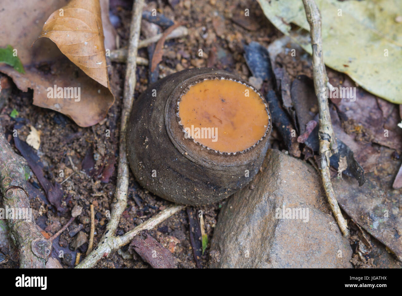 Amazing mushroom in deep forest Thailand, mushrooms growing on ground in the forest Stock Photo