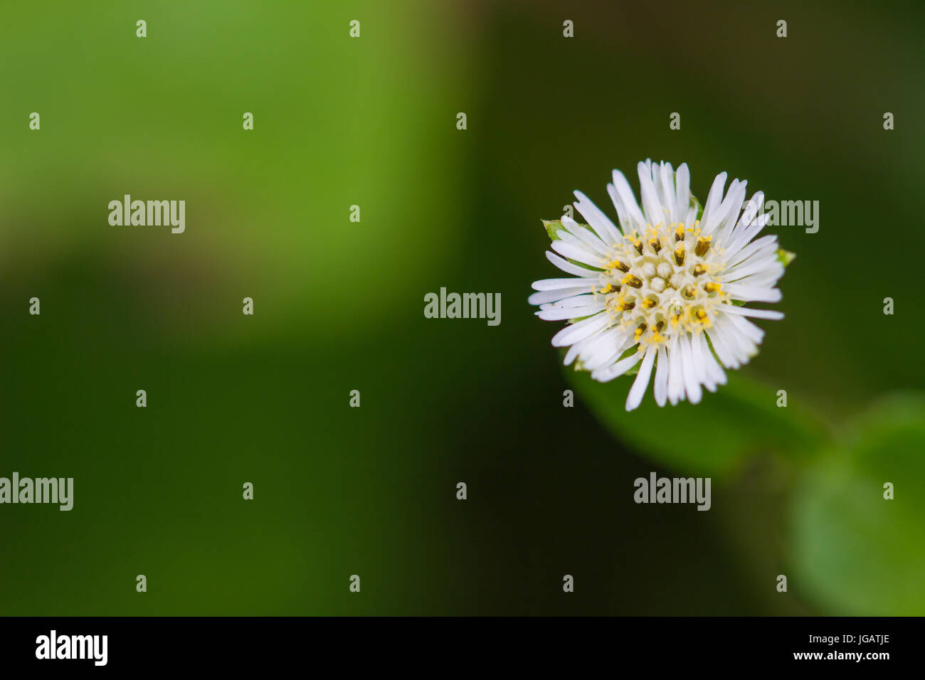 beautiful wild flower in forest, nature background Stock Photo - Alamy