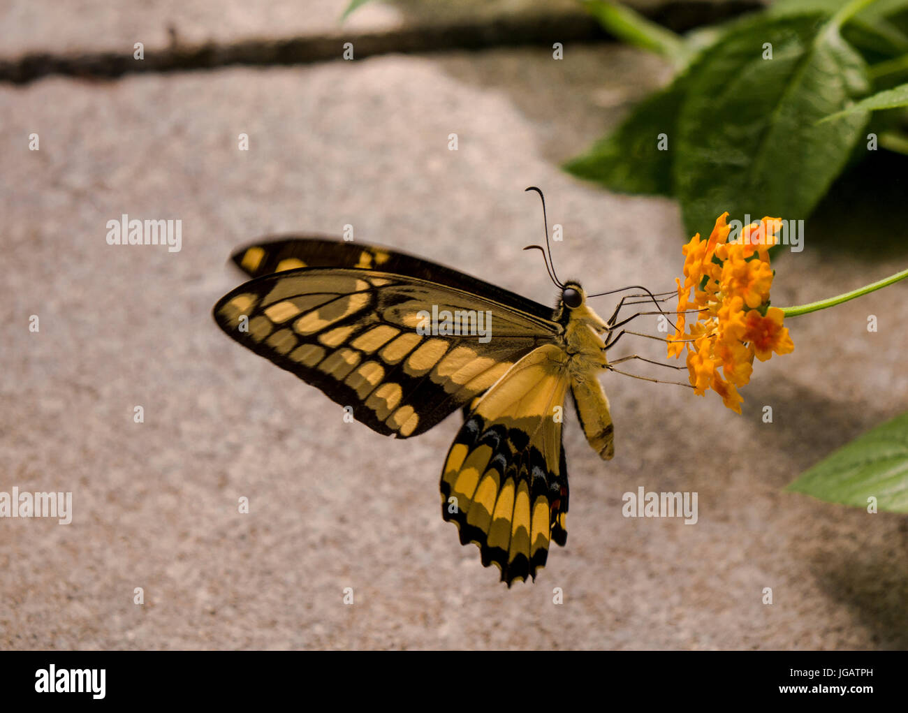 Butterfly in garden, pollinating, resting on flower Stock Photo