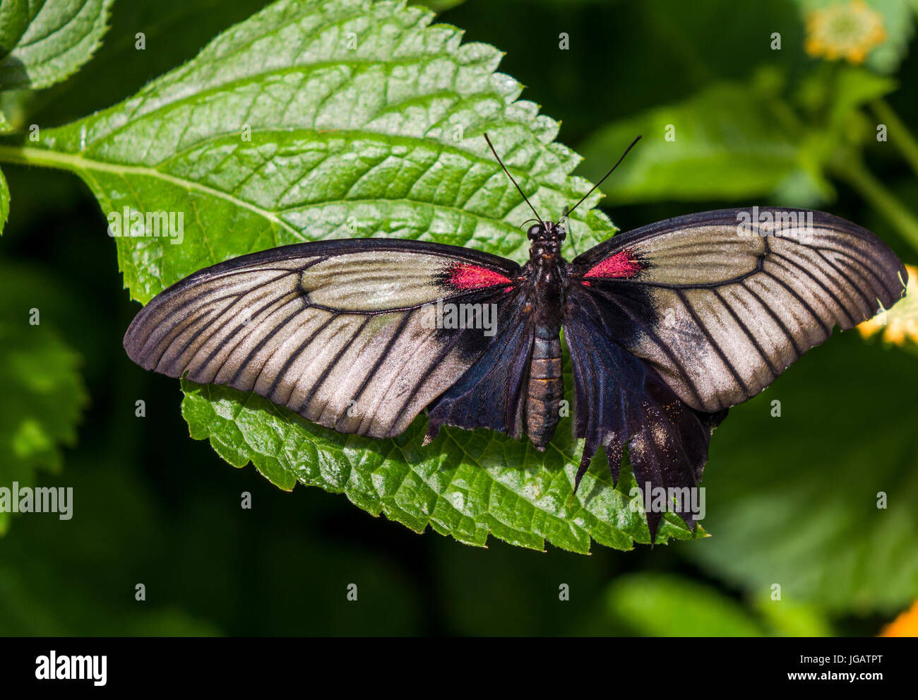 Broken butterfly wing hires stock photography and images Alamy