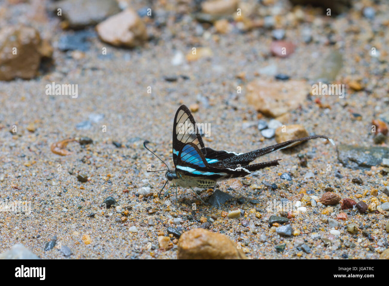 Butterfly, Green Dragontail,(Lamproptera meges) eat minerals on sand in forest Stock Photo Alamy