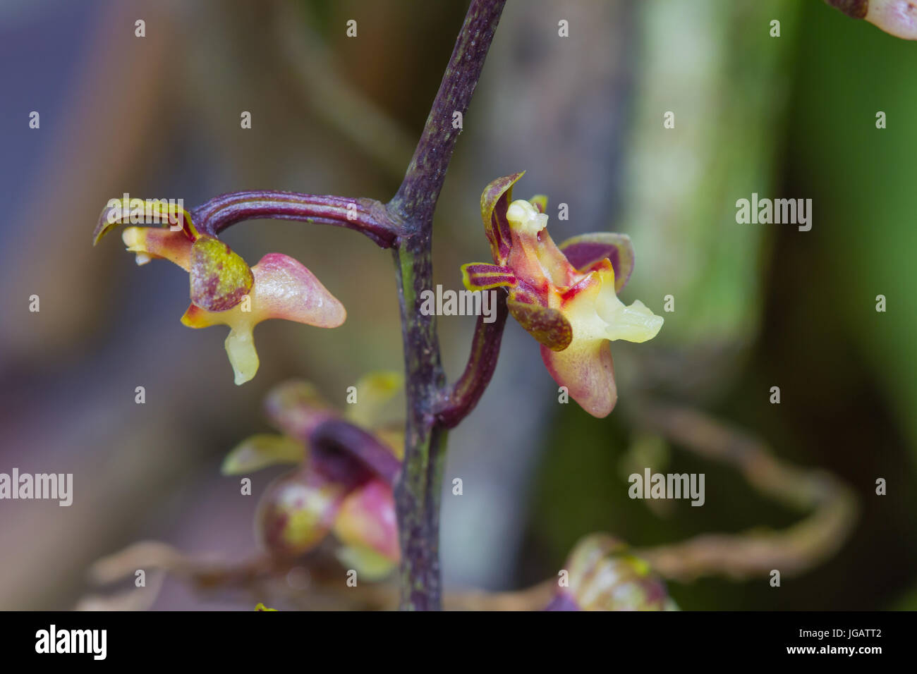 Cleisostoma duplicilobum Rare species wild orchids in forest of Thailand Stock Photo