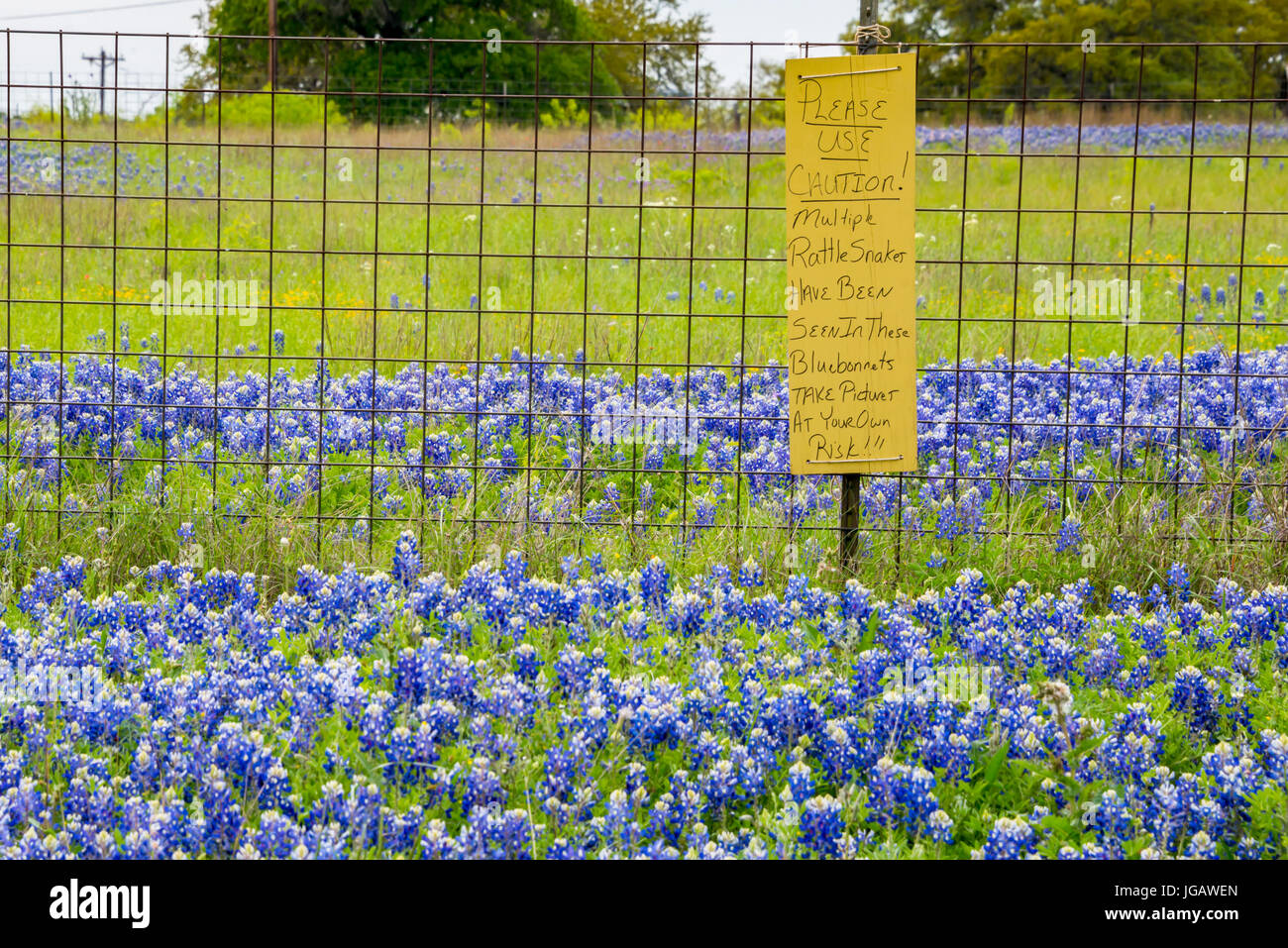 Sign posted to warn photographers rattlesnakes spotted in bluebonnet wildflowers Stock Photo