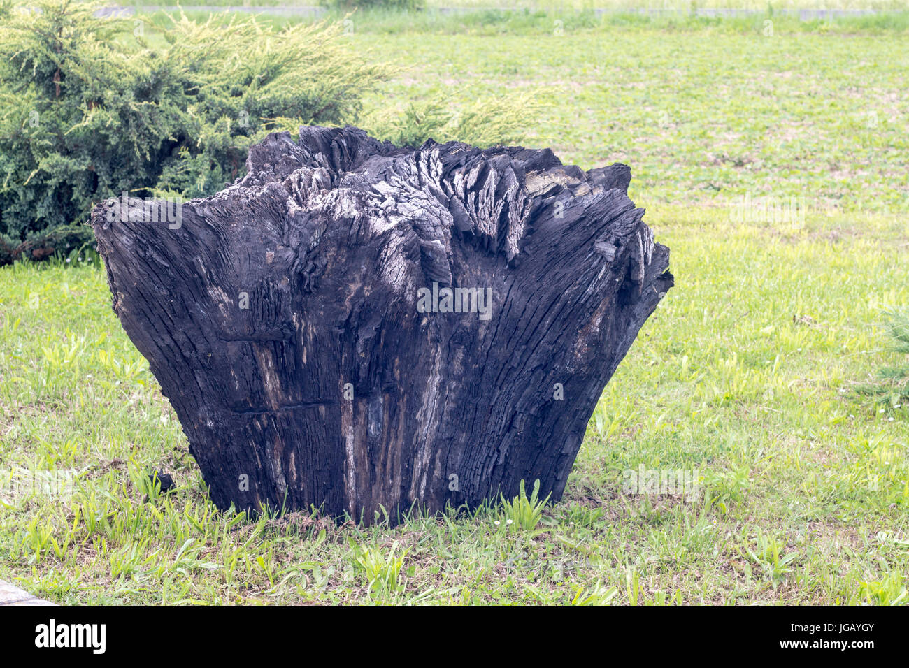 carbonized fossil bog oak stump, 3000 years old, on grass in back yard Stock Photo - Alamy