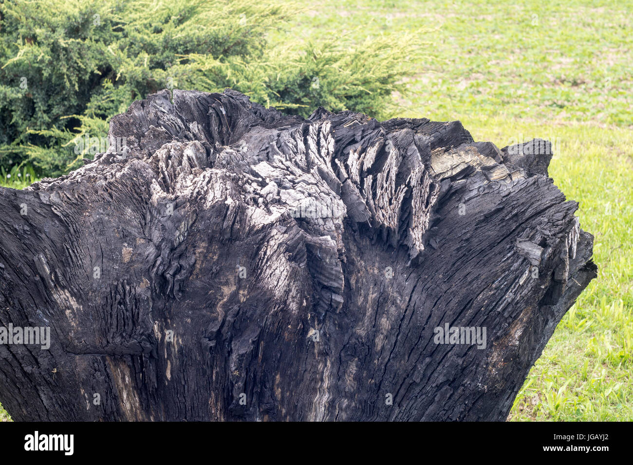 closeup of ancient carbonized fossil stump, years old, on grass in back yard Stock Photo - Alamy