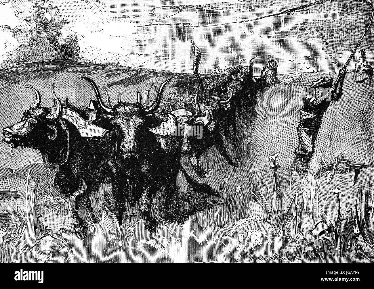 Oxen, breaking or ploughing prairie land in the state of Nebraska, United States of America Stock Photo