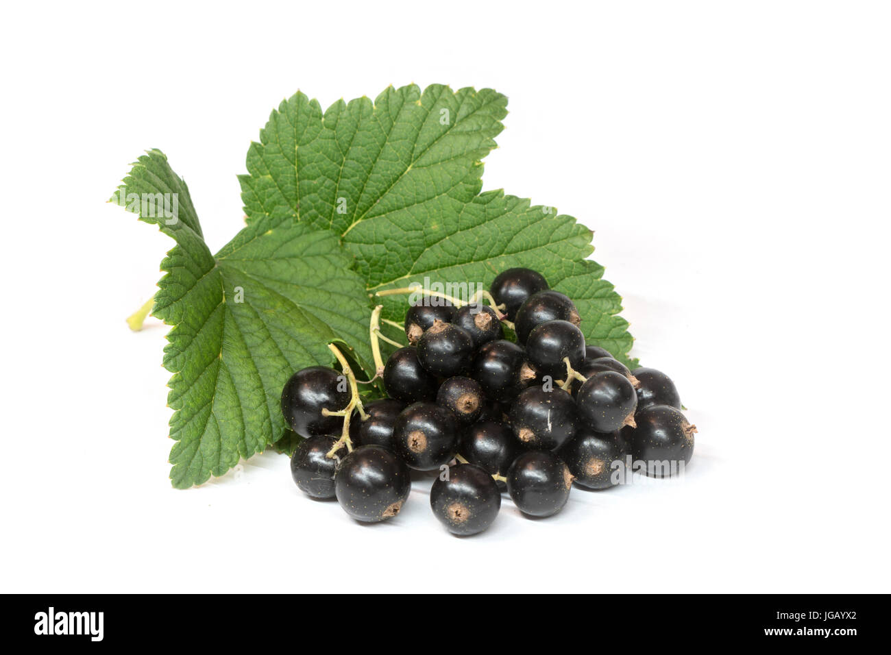 Ribes divaricatum, black currant with leaf isolated on white background Stock Photo