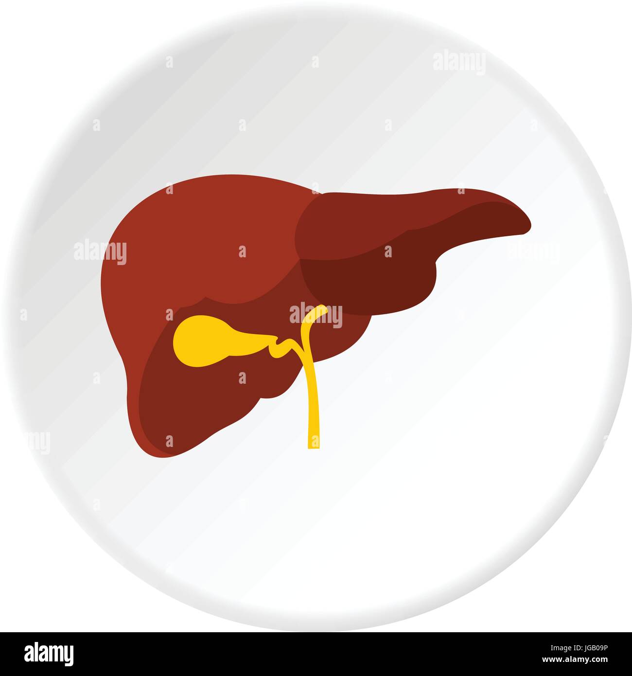 Hepatic artery liver hi-res stock photography and images - Alamy