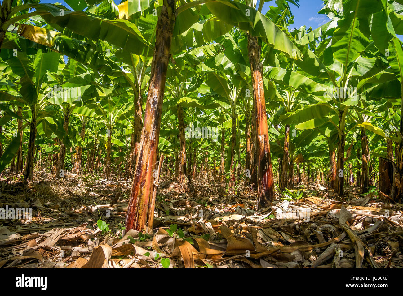 Giant Cavendish banana plantation is Kenya, East Africa Stock Photo Alamy