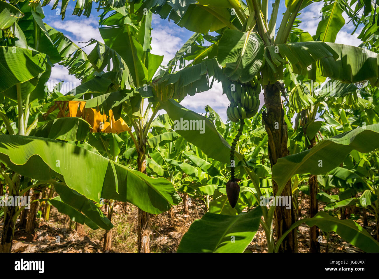 Giant Cavendish banana plantation is Kenya, East Africa Stock Photo Alamy