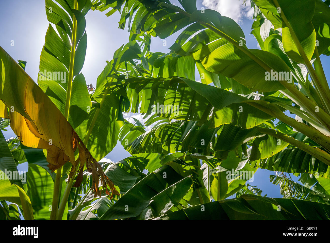 Giant Cavendish banana plantation is Kenya, East Africa Stock Photo