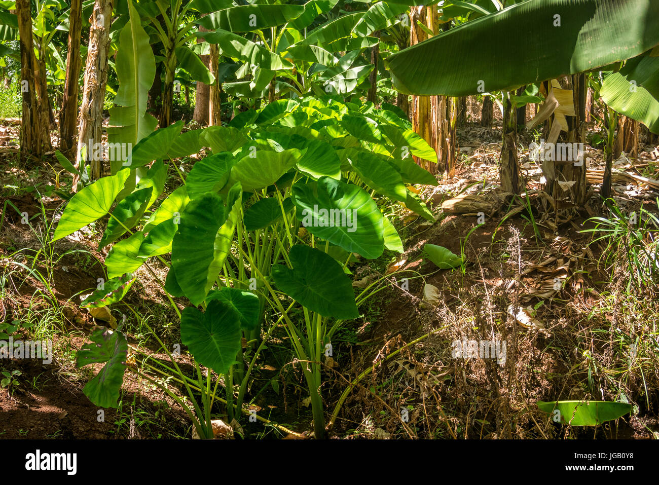 Wild yam hires stock photography and images Alamy