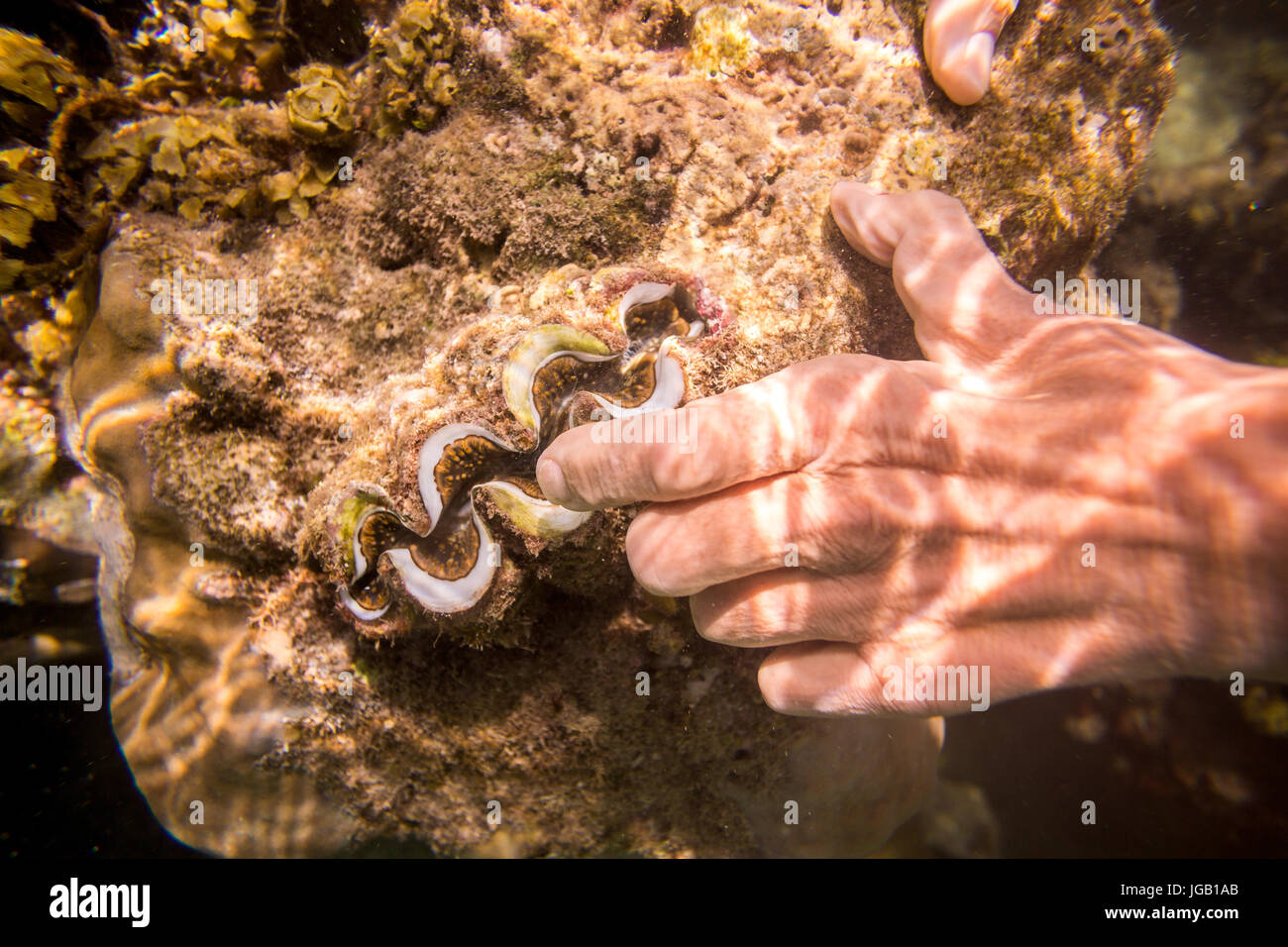 Tourist touching underwater shell of mollusk, Kenya, East Africa Stock Photo