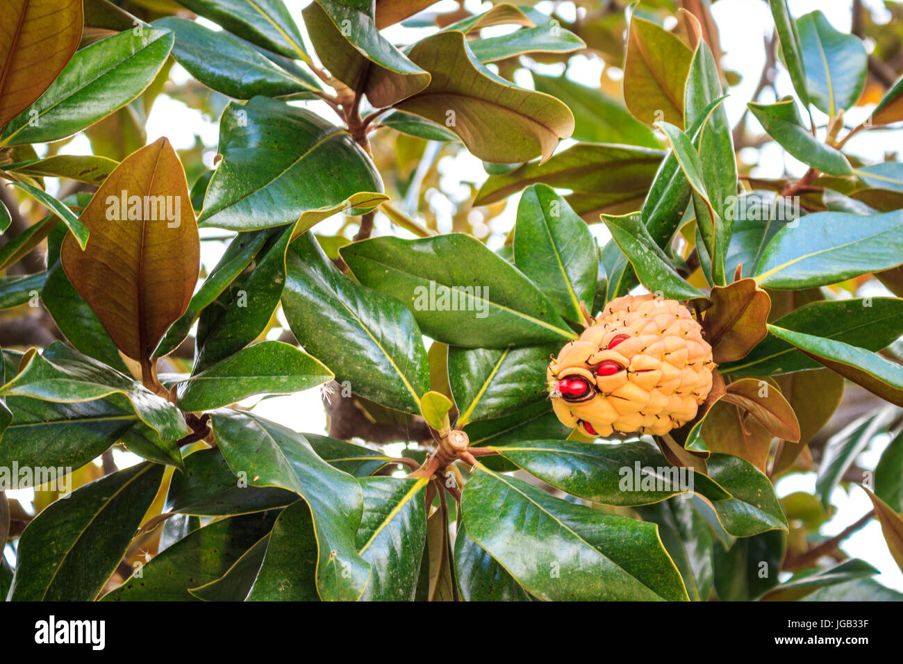 Magnolia grandiflora cone, Barcelona, Spainn Stock Photo